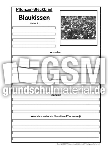 Pflanzensteckbrief-Blaukissen-SW.pdf